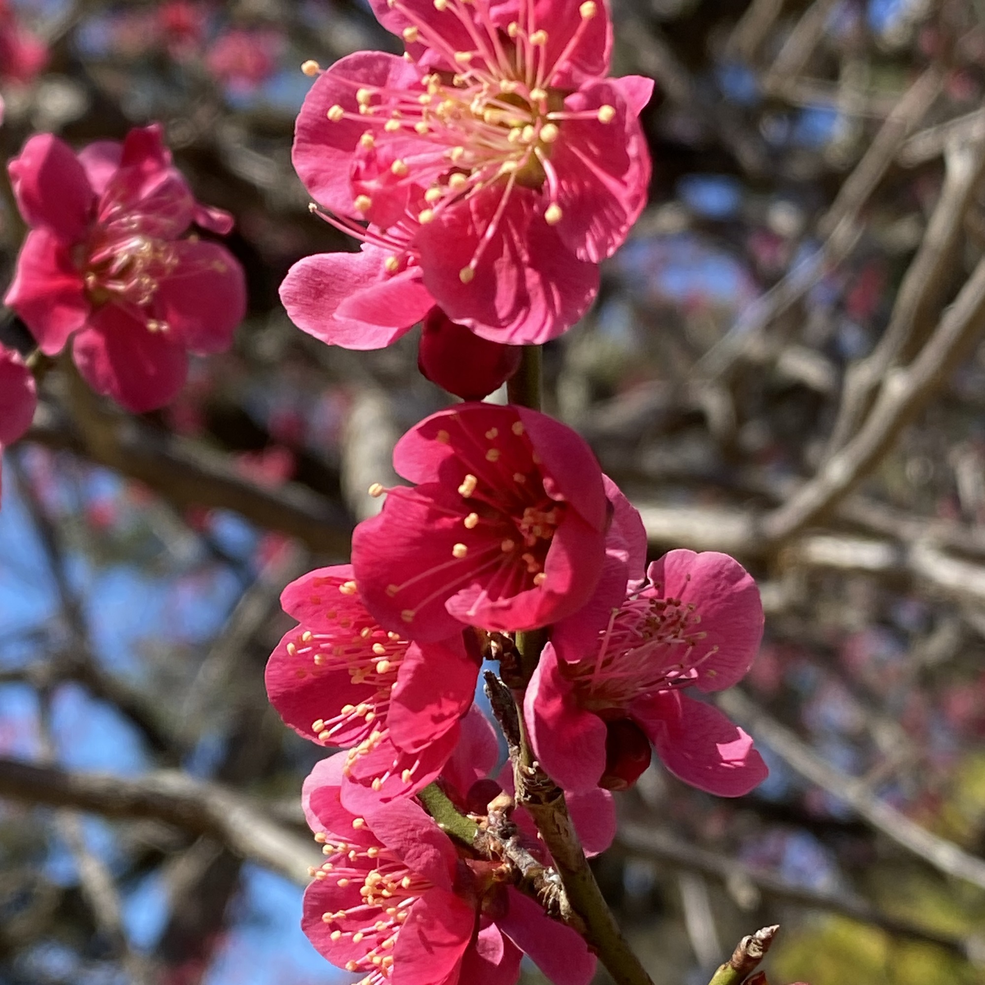 小金井公園～梅の花～