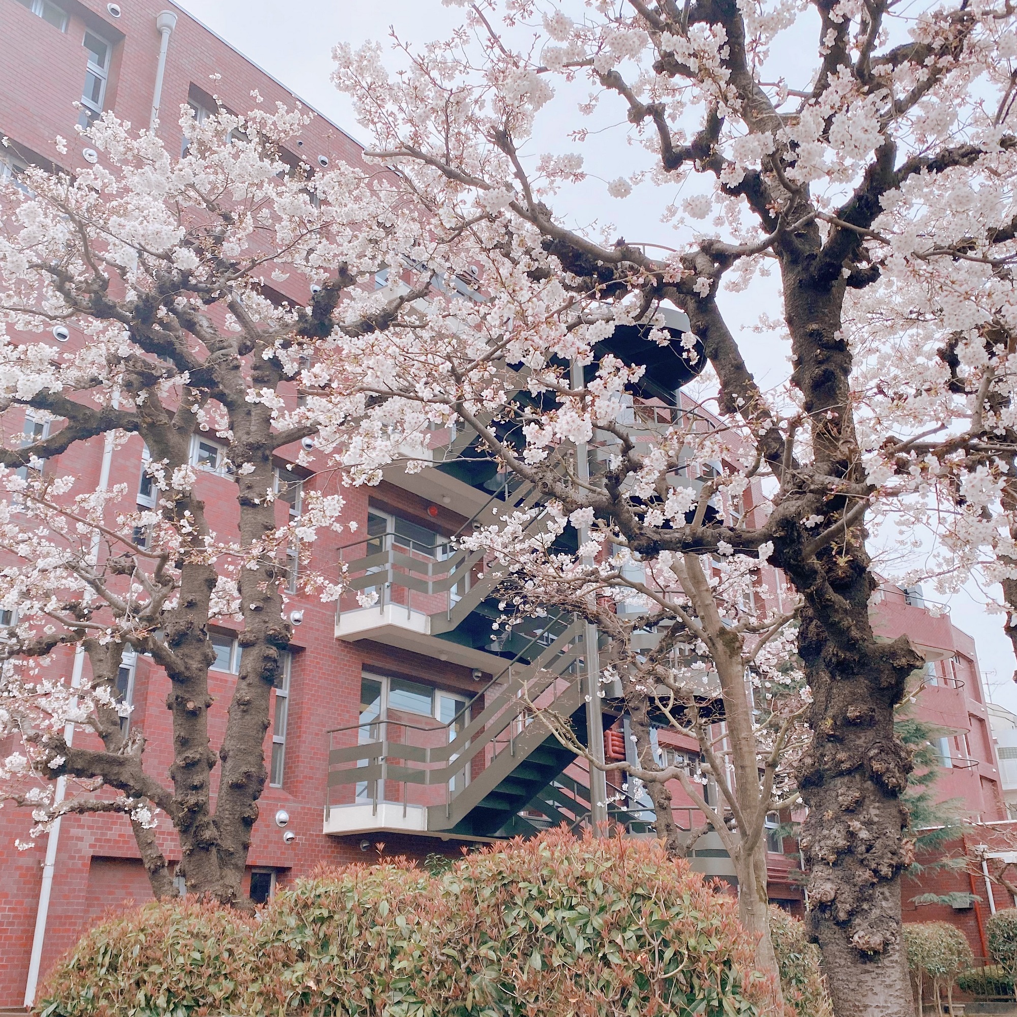 小金井ヘルス・ケア・マンション～敷地内の桜～