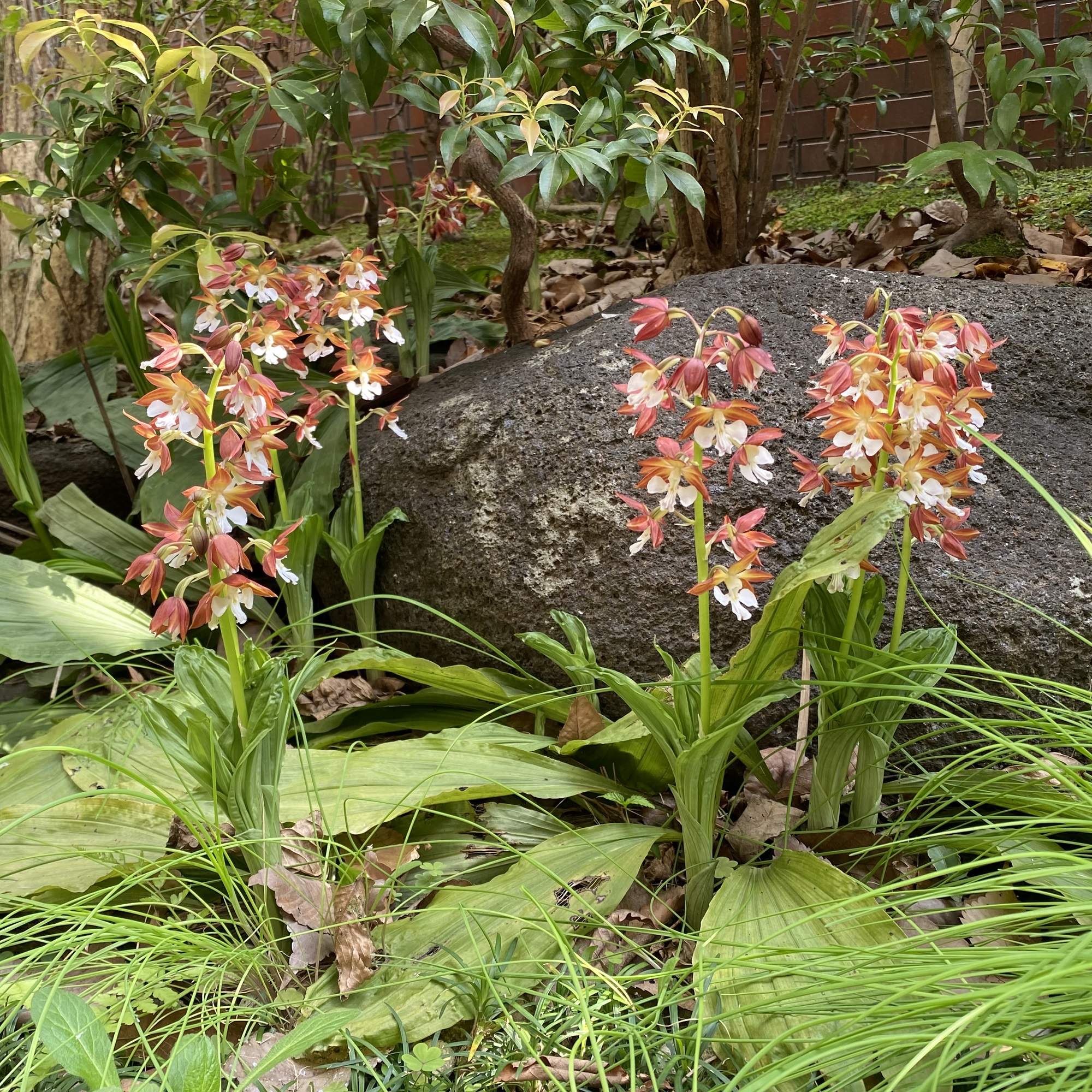 中庭のお花のご紹介