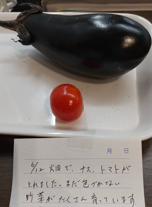 ナス・トマト収穫