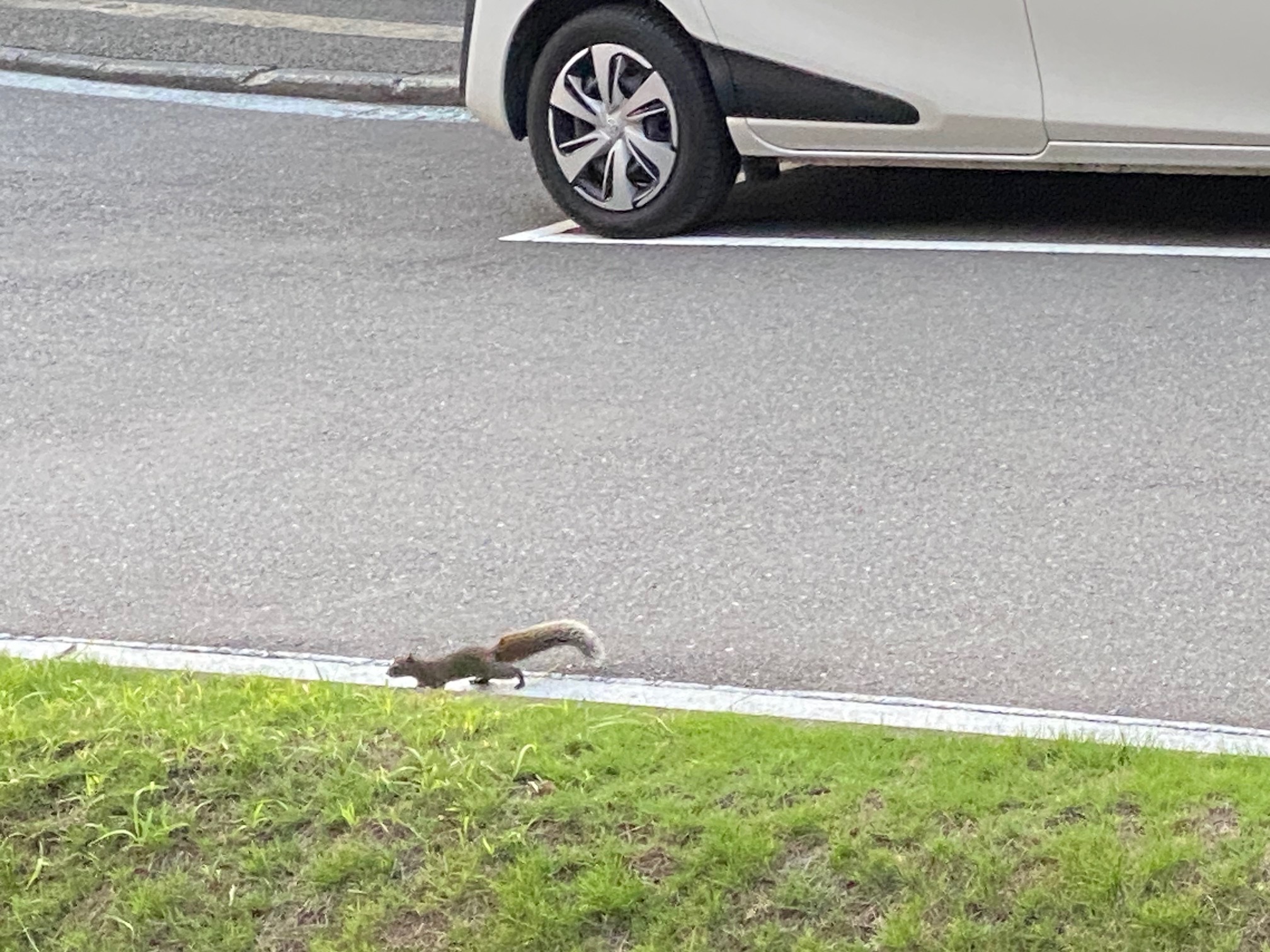 小さな訪問者ふたたび