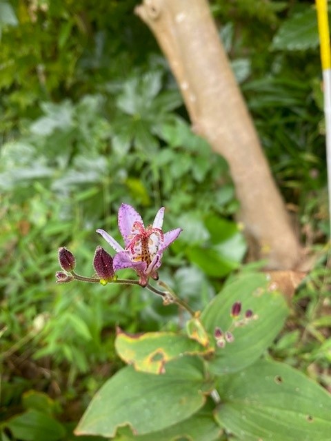 ホトトギスの花