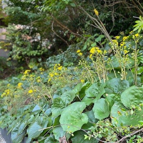 ツワブキの花