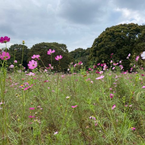 秋桜の香る